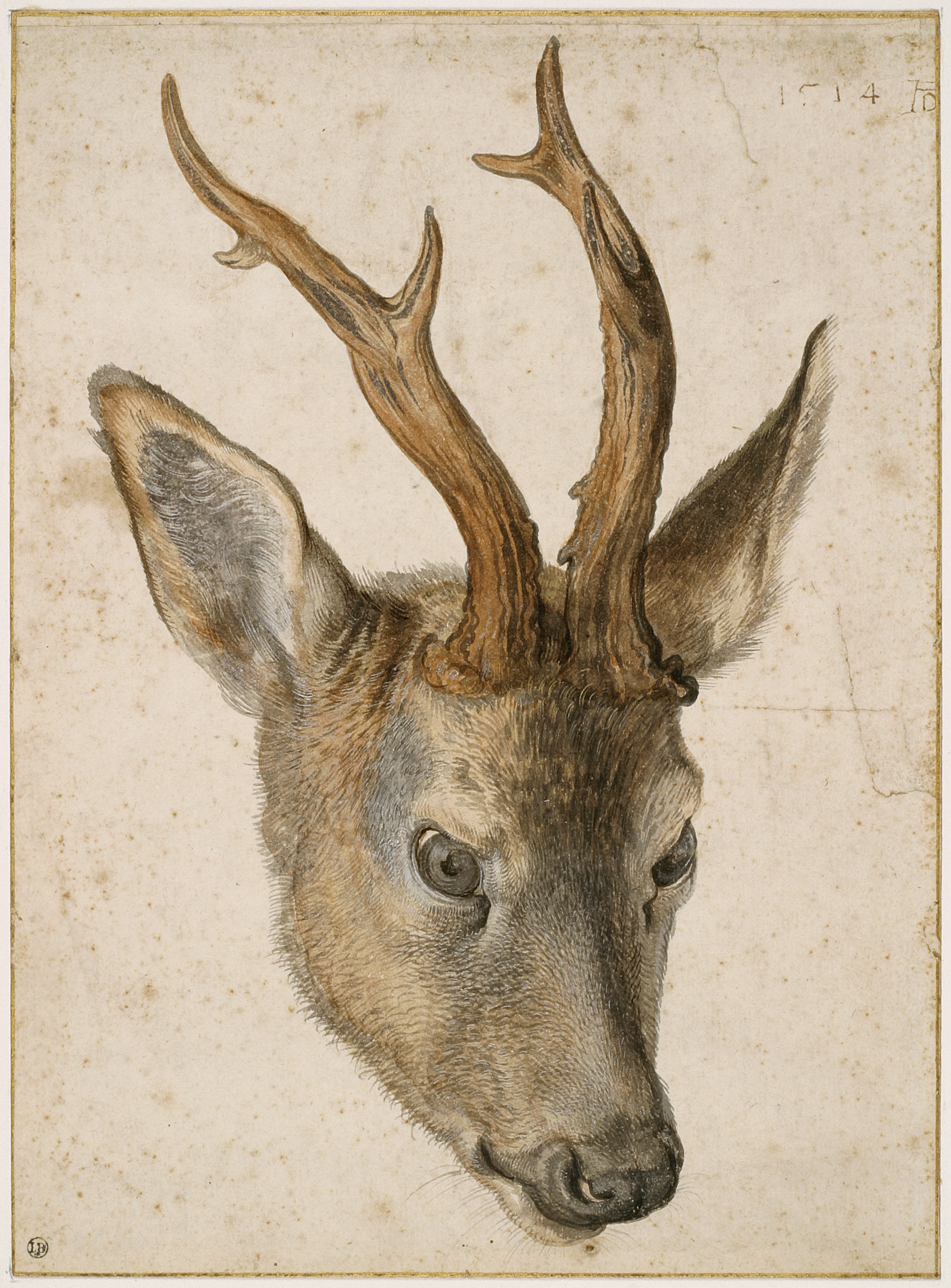 Dürer, Tête de chevreuil
